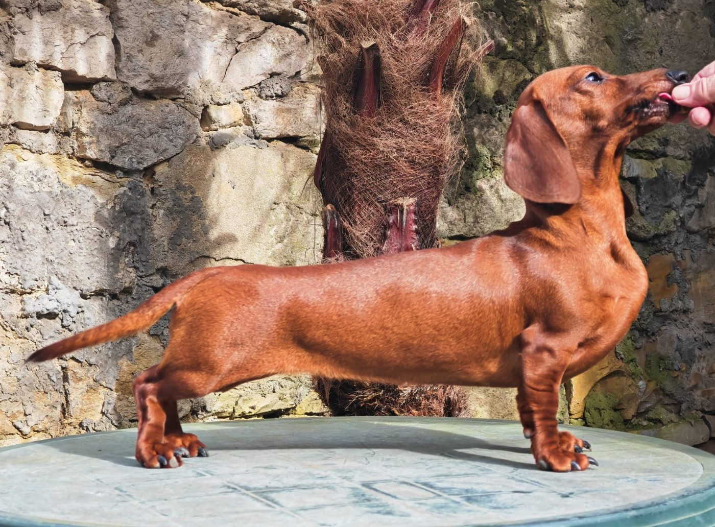 Edvokia klara difino