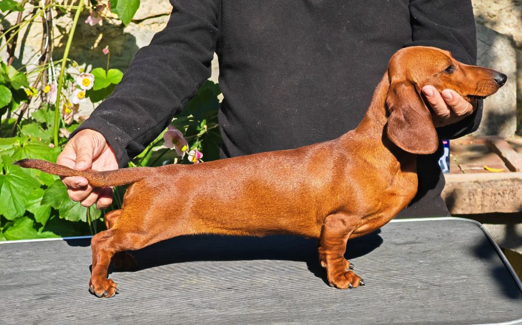 Edvokia klara difino