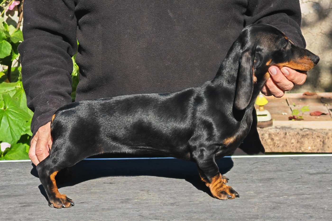 Devils Rock  Albertine