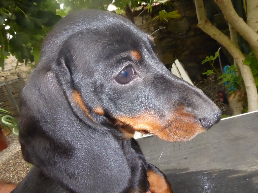 chiots de Néo