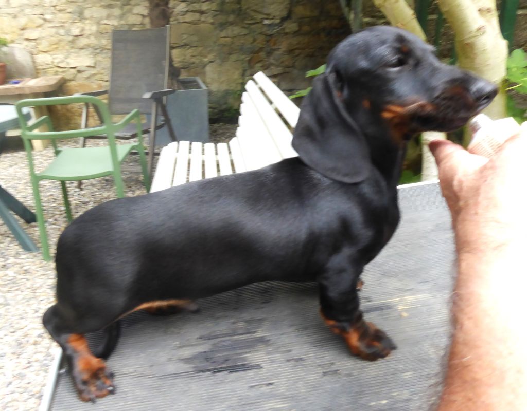 Devils Rock - Chiots disponibles - Teckel